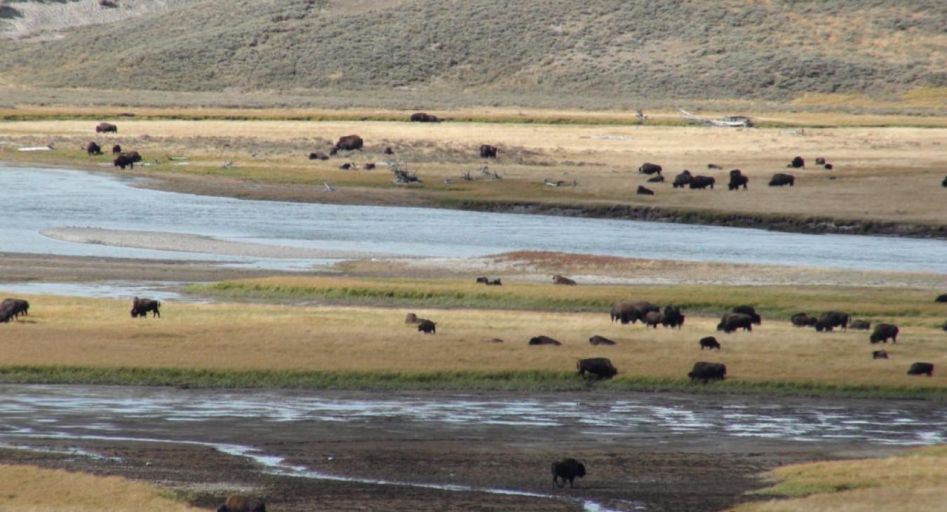 Bison in Hayden Valley