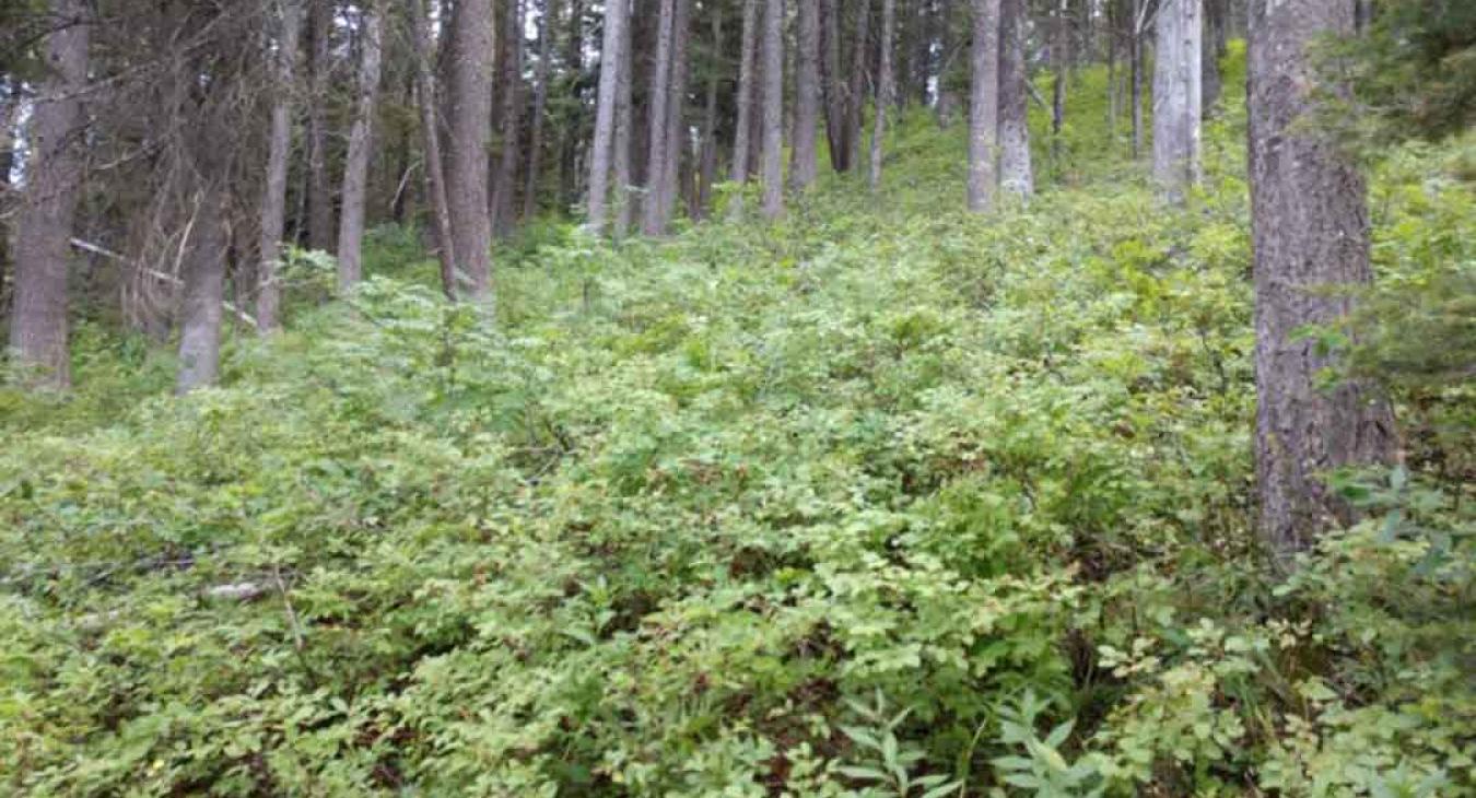Picking Huckleberries