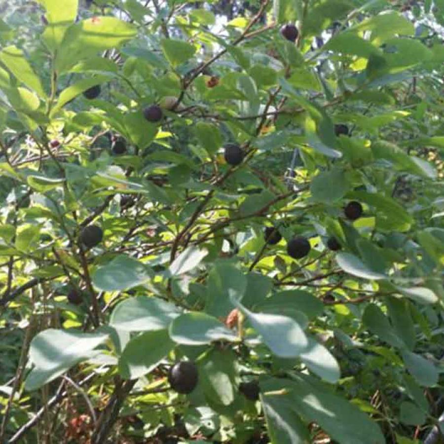 Picking Huckleberries